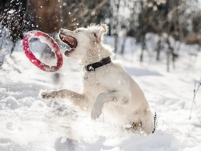 Weißer Hund fänt Ring im Schnee